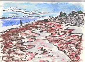 ALGUESROUGES.jpg