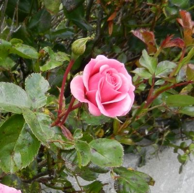tn Rose35