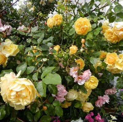 tn Rose38