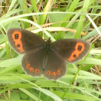tn Papillon5