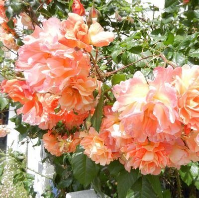 tn Rose40