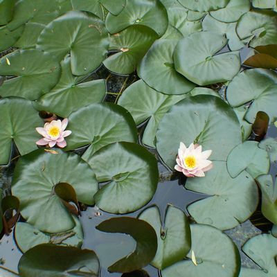 tn Lotus