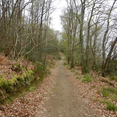 tn Forêt6