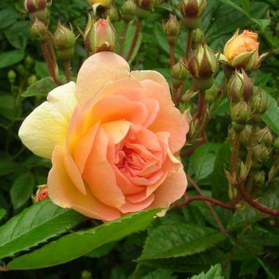 tn Rose29