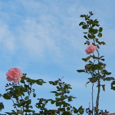 tn Rose33