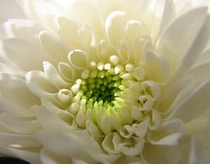 image-309-chrysanth--me.jpg