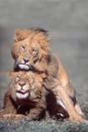 lions-gays.jpg