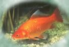 poisson.jpg