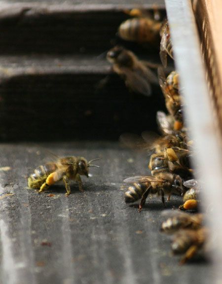pollen1.jpg