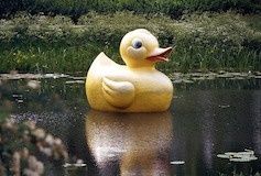canard-zoekt-jongen.2--1-.jpg