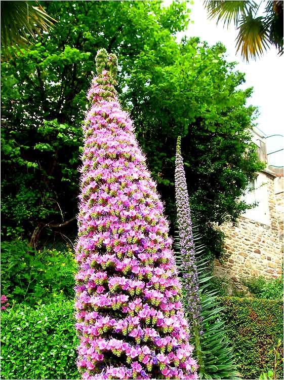 Fleurs du bord de mer à Dinard - Photos Côte d'émeraude et ailleurs au gré  du vent.