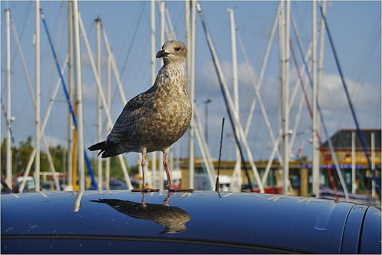 un goeland fier comme artaban