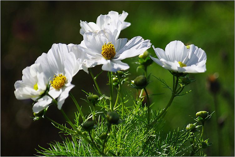 fleur de cosmos fleur de cosmos