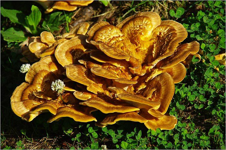 champignon champignon
