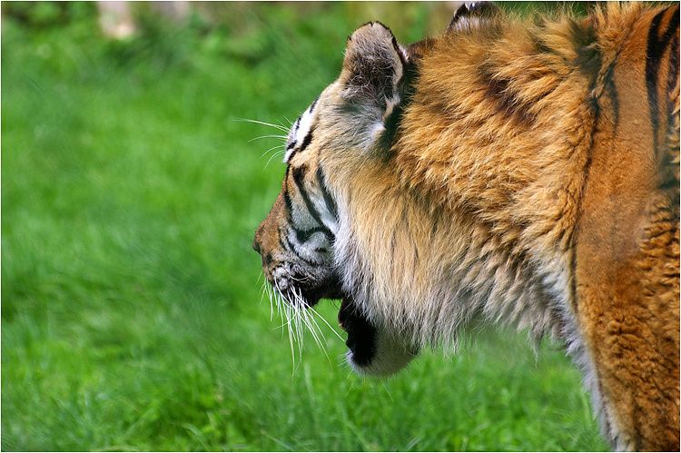 tigre à la bourbansais tigre à la bourbansais
