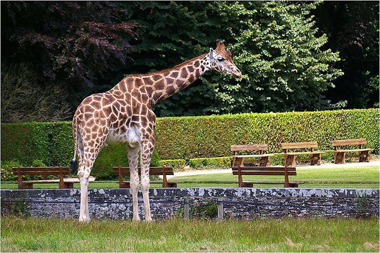 Visite au château de la Bourbansais et son parc zoologique.