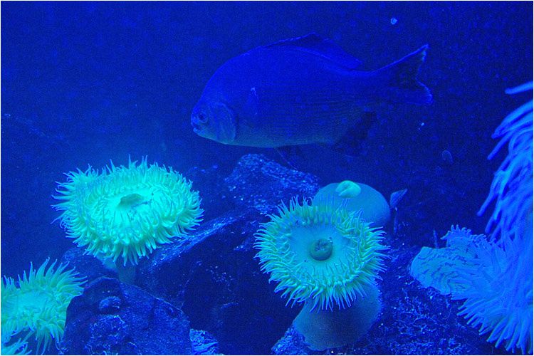 visite en images de l'aquarium de saint malo qui vient d'accueillir son 5.000.000eme visiteur depuis son ouverture.