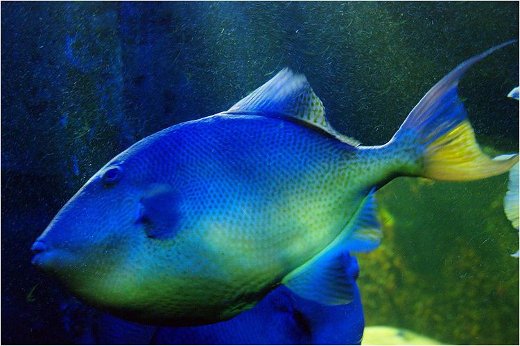 visite en images de l'aquarium de saint malo qui vient d'accueillir son 5.000.000eme visiteur depuis son ouverture.