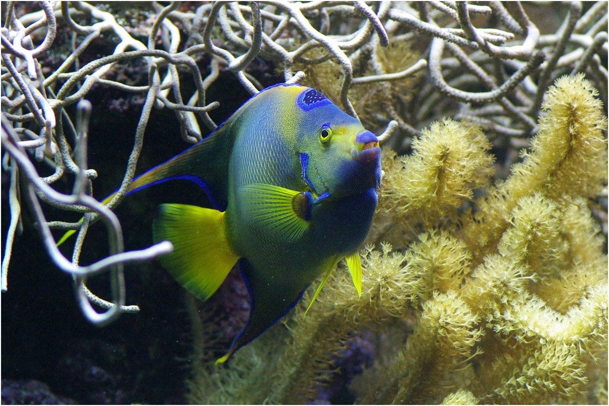 Parc Océanopolis de Brest. Les poissons et coraux du pavillon tropical.