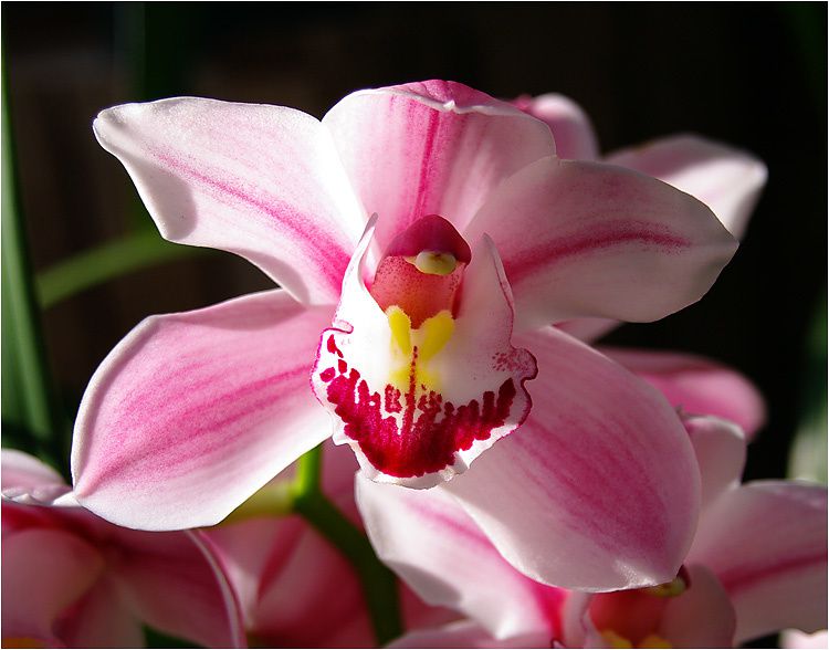orchidee02