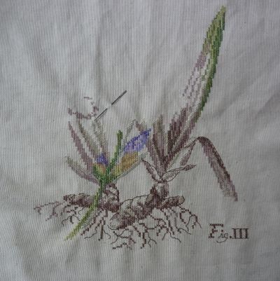 1er Mars Véronique D