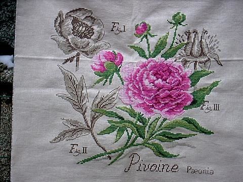 Coxinelle81 finie 1