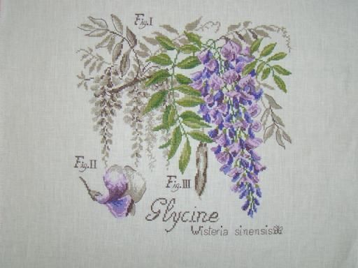 Jauke Glycine