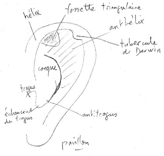 Oreille