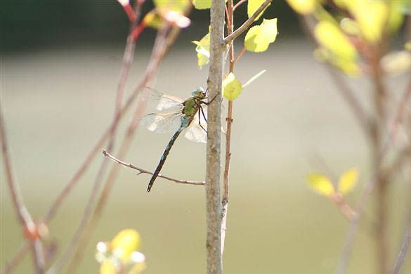 Anax imperator Anax imperator