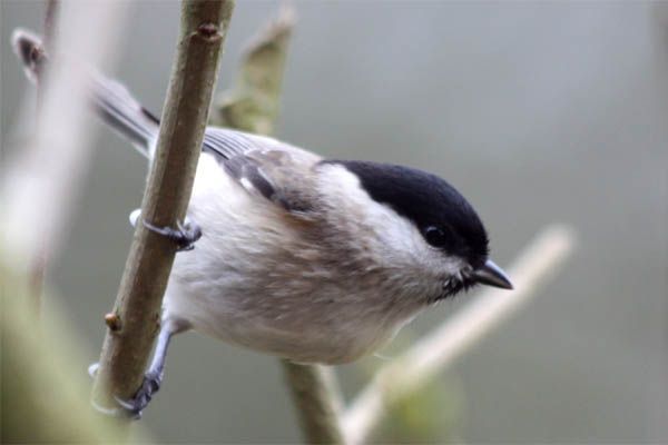 Mésange nonnette