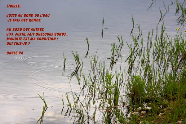 Des ronds dans l'eau