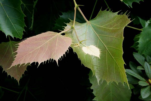 Trois feuilles