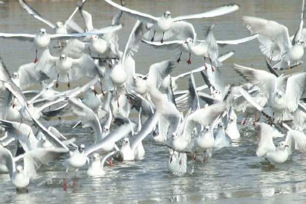 Mouettes