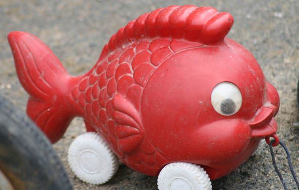 Poisson rouge