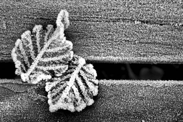 Feuilles givrées