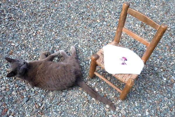 Chaise et chatte