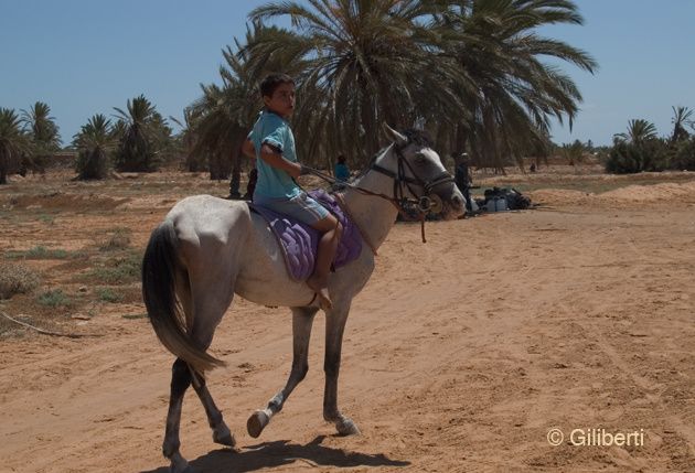 Djerba-cheval-5