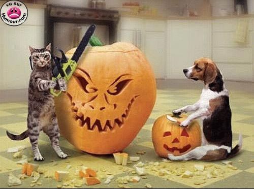 humour-images-chien-chat-halloween-img.jpg