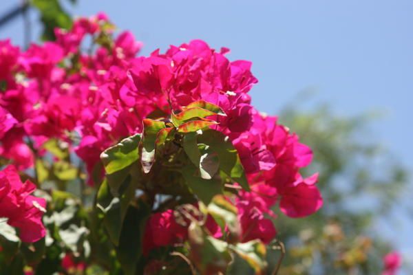 Antilles2008-373.jpg