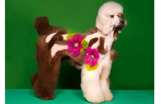 poodle-grooming7