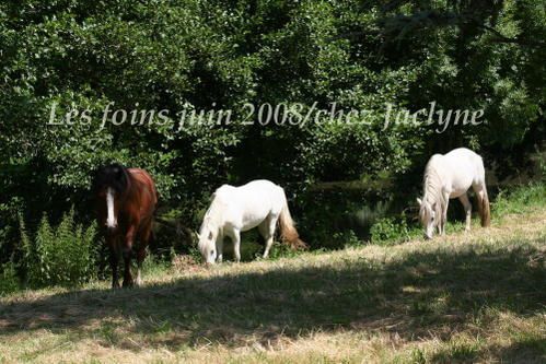 Reportage en photos du ramassage des foins chez Jaclyne (copyright)