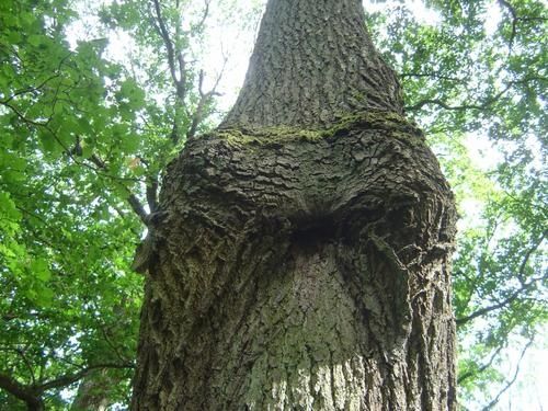 JPP-JM-arbre-mange-plaques-2.jpg
