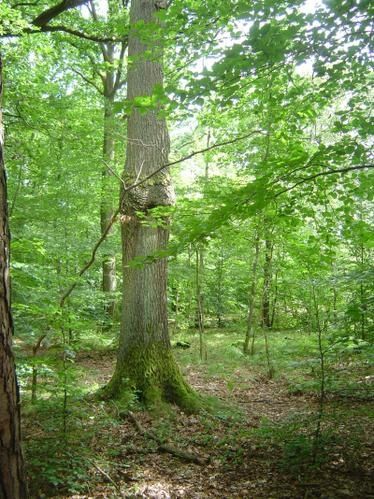JPP-JM-l-arbre-mange-plaques.jpg
