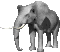 Elephantus