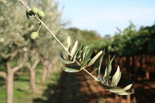 rameau-olivier.jpg