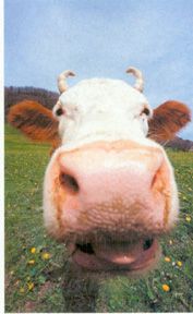 bio-vache.jpg