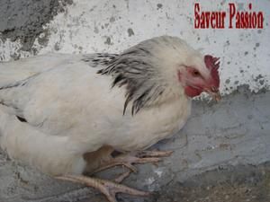 oiseletpoule.jpg
