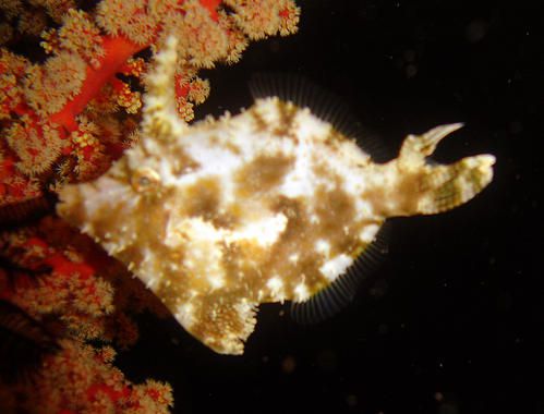 Acreichthys-tomentosus--Monacanthidae--Cabilao--Philippines.JPG