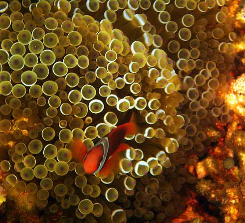 Amphiprion-frenatus-m--le-sur-An--mone-Entacmaea-quadricolor--Mindoro--Philippines.JPG