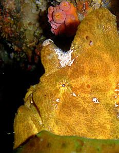 Antennaire--Antannarius-maculatus--d--tail-de-la-t--te--Cabilao--Philippines.JPG